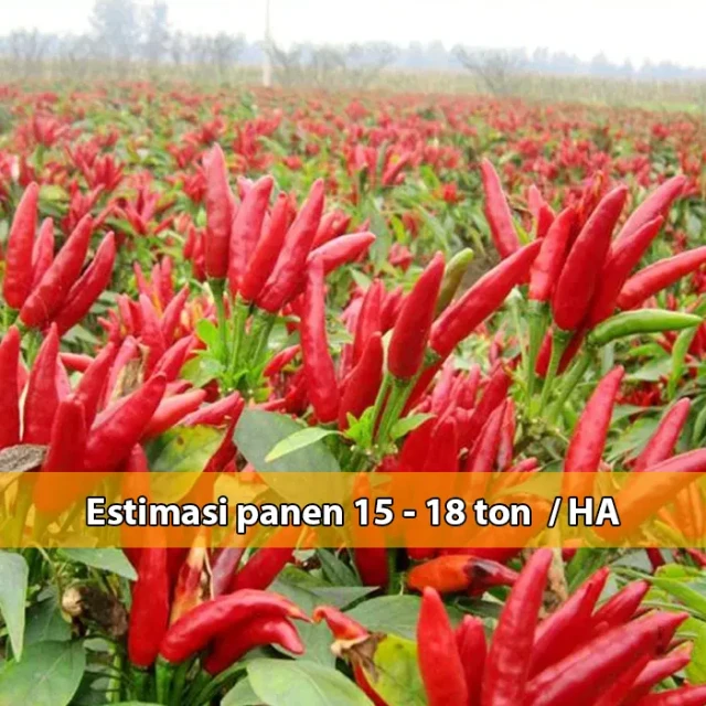 1733149065792-cabe-mahkota3