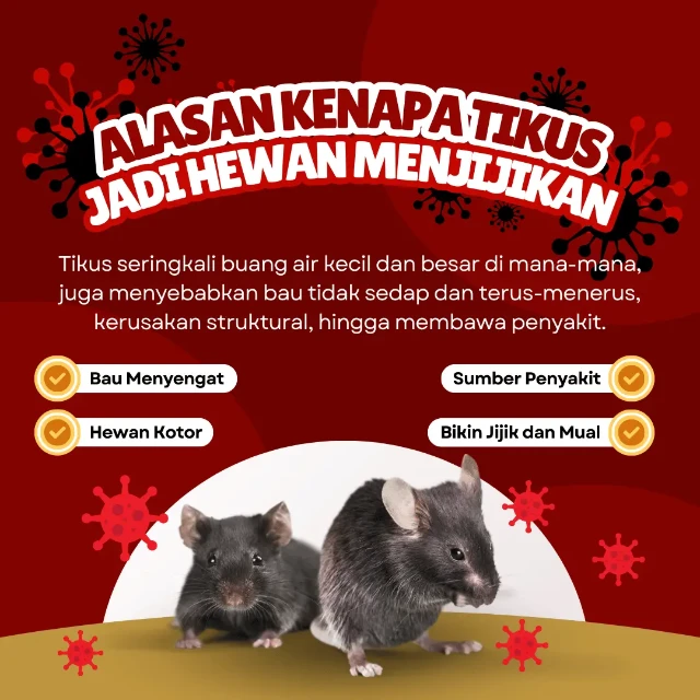 1733913674616-kurato (2)