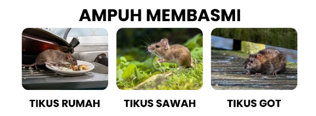 1749776770314-ampuh membasmi
