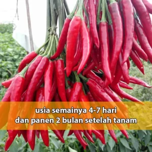 1733149029087-cabe-mahkota2-300x300