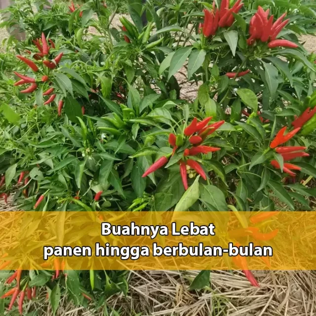 1733149054080-cabe-mahkota