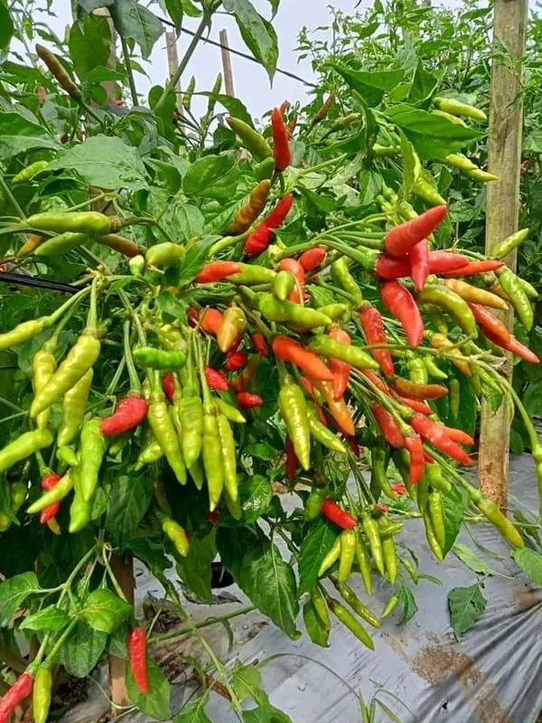 1733756388709-hxqB0MDXYMq73whxJR1b55CzTYNnXSX6znwqeXHX1fQ