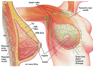 1726650751671-mastectomy_clip_image002_0000