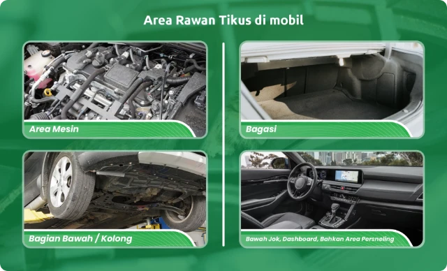 1751609772849-3._AREA_RAWAN_TIKUS