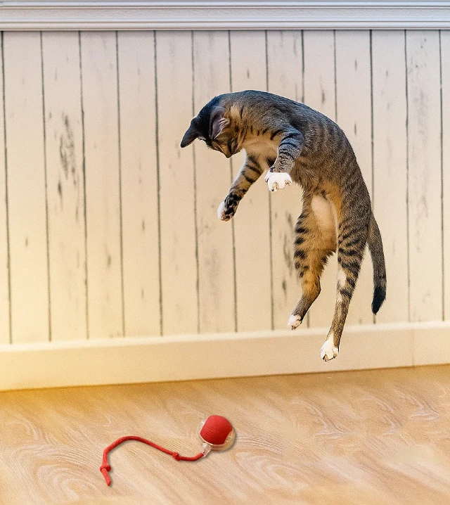 1759246144717-bola000