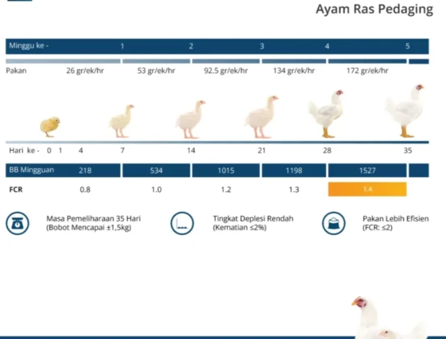 Performa DOC Ayam Pedaging