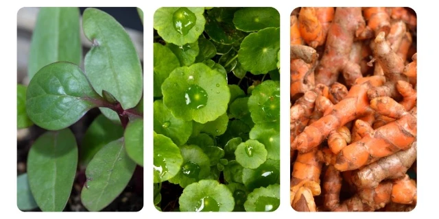 1754445978925-Iklim Tropis (2)