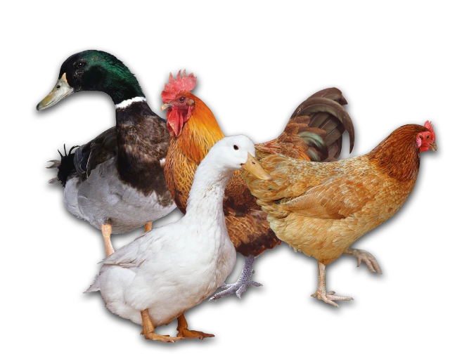 1751825440987-1000235355