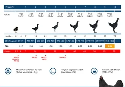 Peeforma DOC Ayam Kami
