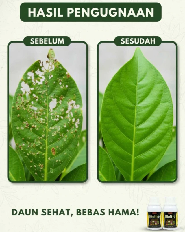 1764746116251-testi 1.webp