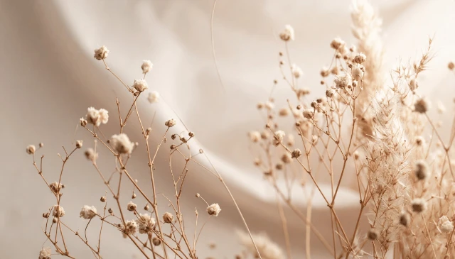 1766555626601-BG Bio Bimaw