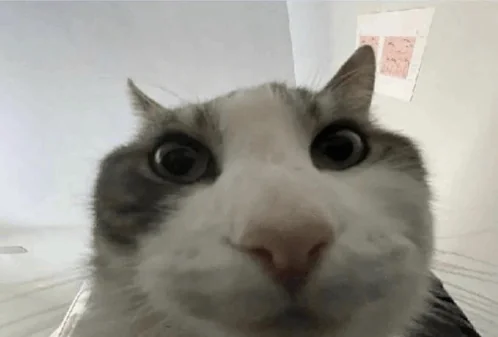 testimony-https://cdn.scalev.id/uploads/1768905604/gQmp7C53kA8FmgjhxEAORQ/1768905604961-post-the-best-cat-memes-you-got-in-the-comments-please-v0-kg82lbnu0ste1.webp