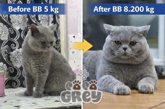 1770006938408-ChatGPT Image Feb 2, 2026, 11_35_25 AM