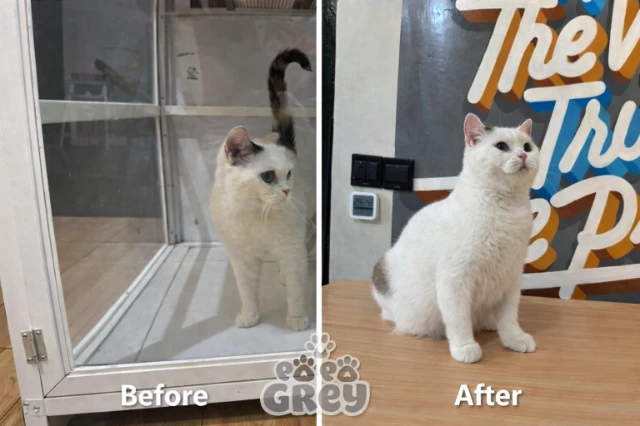 1770007087852-ChatGPT Image Feb 2, 2026, 11_37_51 AM