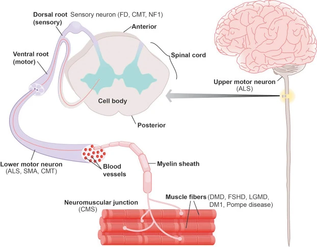 1770101806209-3-s2.0-B9780128012383655046-f65504-01-9780128136997