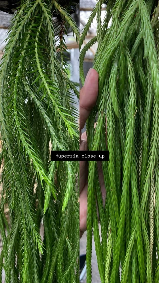 1770733598844-SaveClip.App_602321723_4315540245385178_1221582966980872225_n