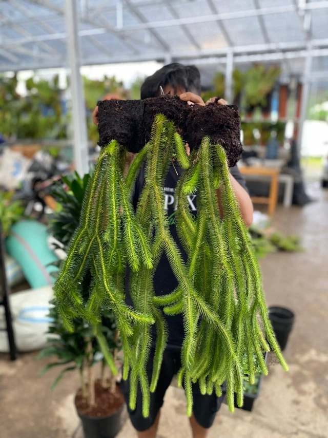 1770733817266-WhatsApp Image 2026-02-06 at 18.17.34 (1)