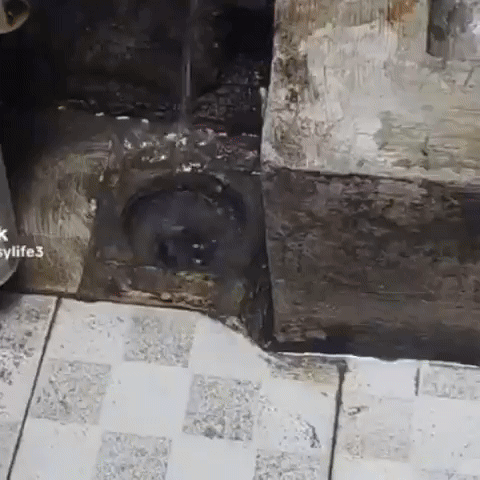 10281-ezgif.com-video-to-gif-converter (1).gif