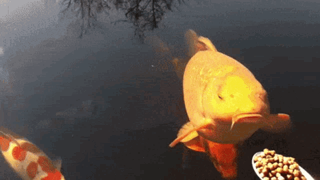 fish-going-to-eat.gif