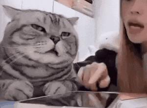 cat-explain.gif