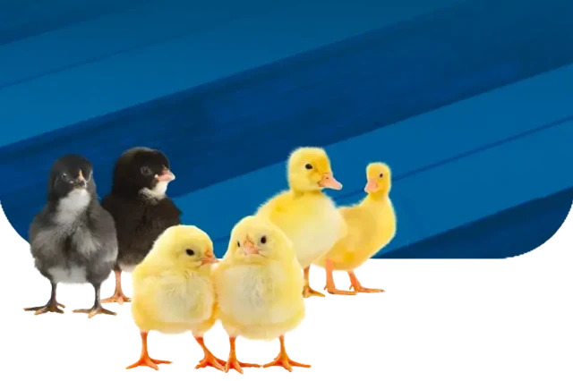 1772897798445-AddText_03-05-06.48.13