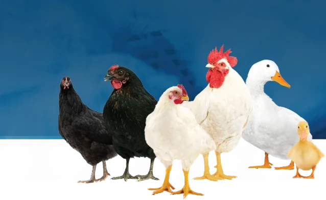 1772898958487-AddText_03-05-06.48.24