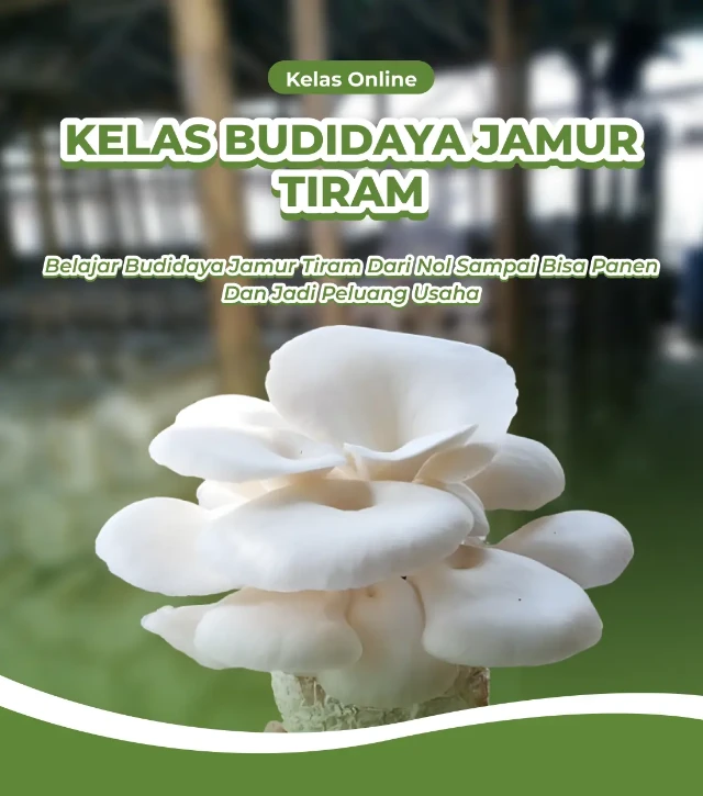 PROMO TERBATAS - KELAS ONLINE BELAJAR BUDIDAYA JAMUR TIRAM (12 APRIL)