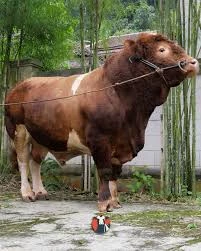 Sapi Qurban Premium