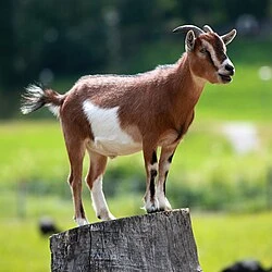Kambing Qurban Premium