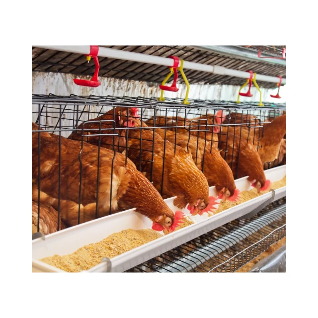 Ternak Ayam Petelur di Rumah