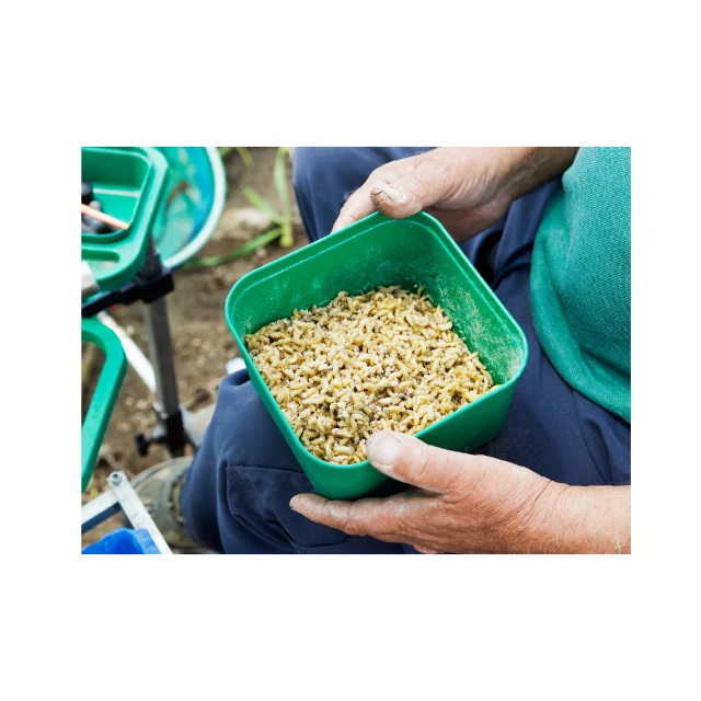 Ternak Maggot dirumah