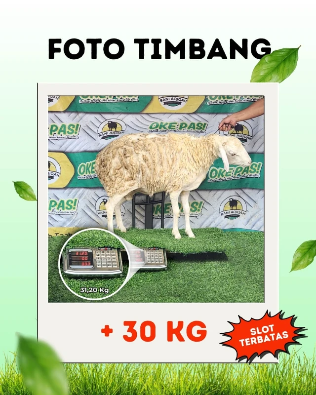 Tebar Qurban