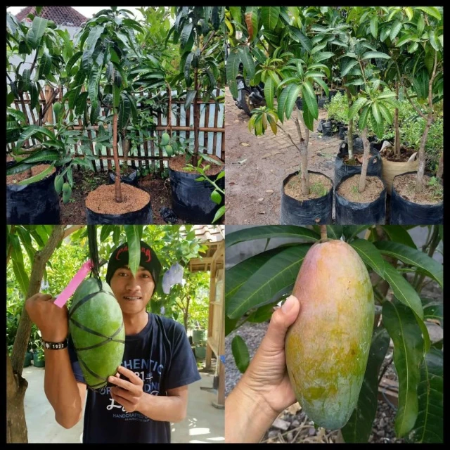 1777524916795-mangga