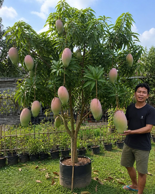 1777794820240-mangga kiojay 12313