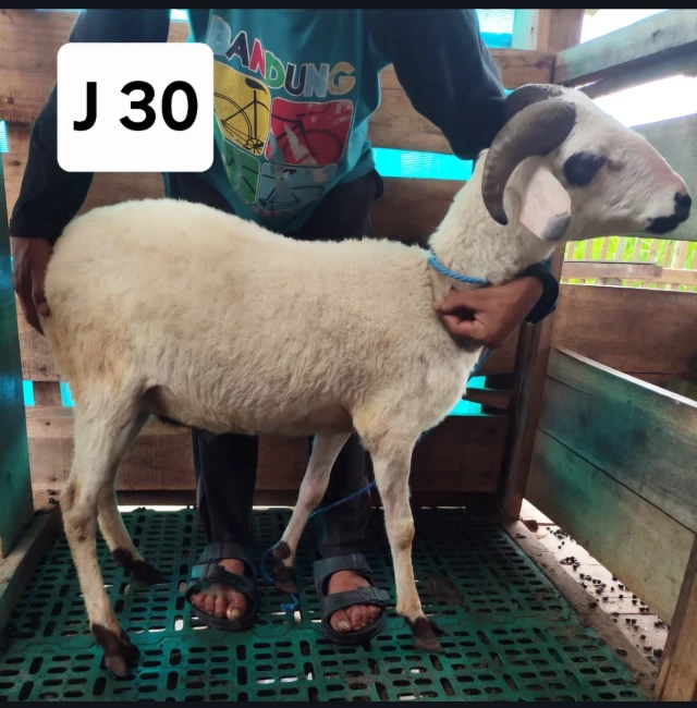 Qurban Praktis