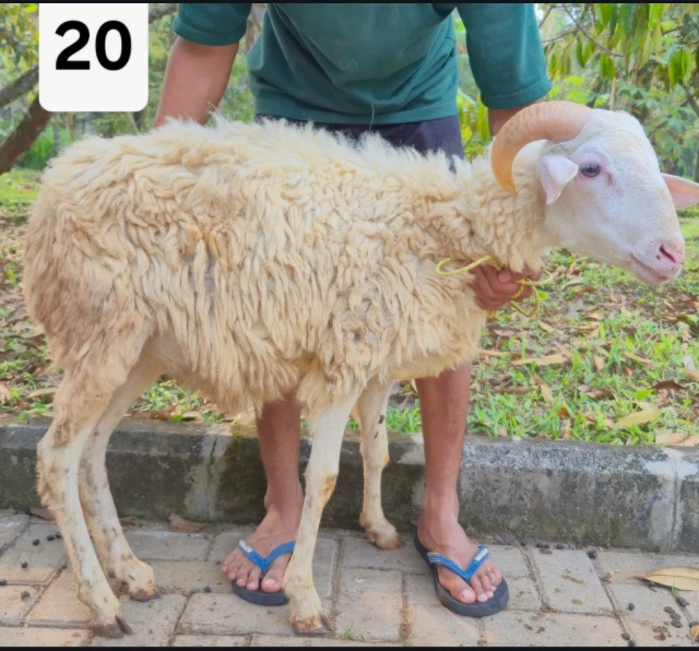 Qurban Nyata