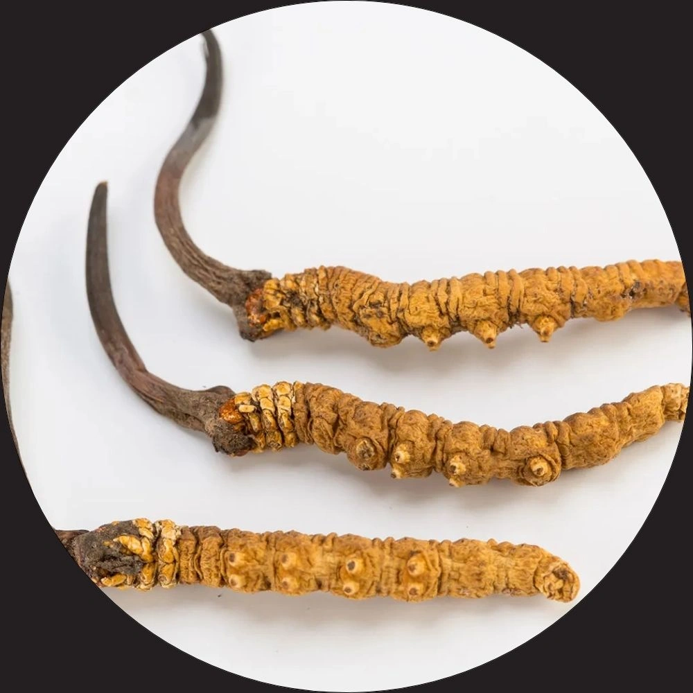 Cordyceps