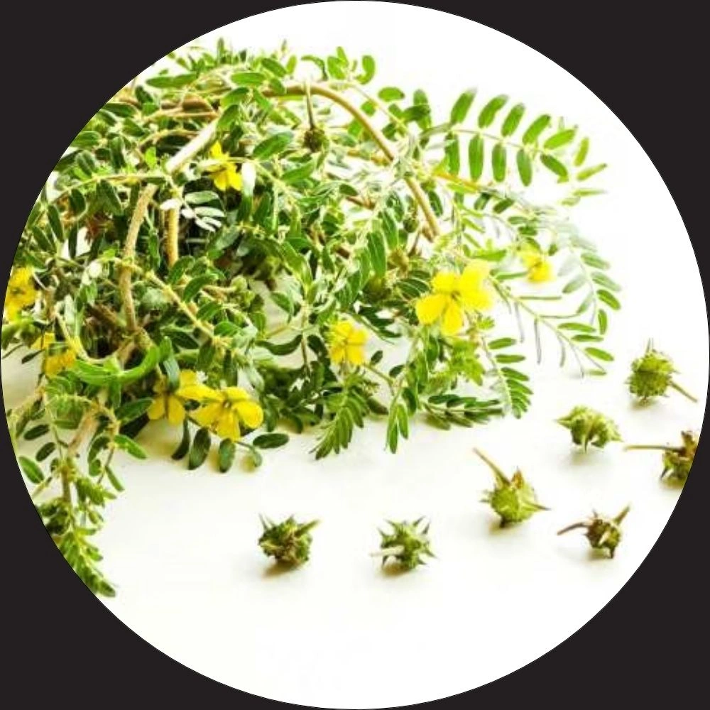 Tribulus