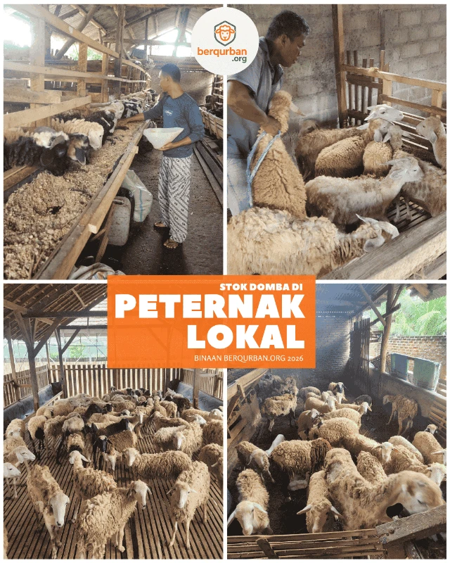 1778696220787-Stok qurban di peternak binaan berqurban