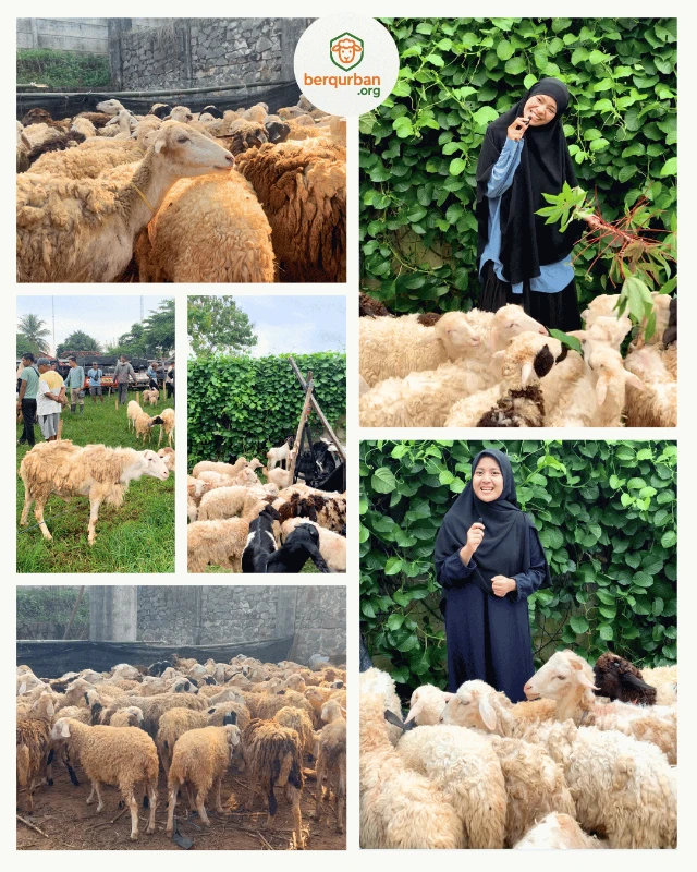 1778696284625-domba di berqurban.org